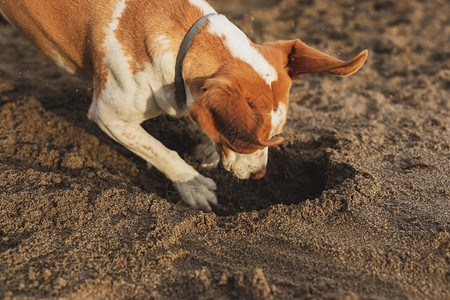 海洋高角狗犬滨风景地球图片