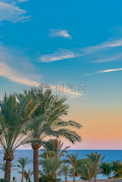 荒诞的晴天美丽绿色棕榈树映衬着夕阳的天空有淡云彩和蓝色大海户外图片