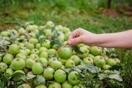 掉落水果一个青苹果在孩子手中青苹果掉在地上花园里收获有机苹果一个