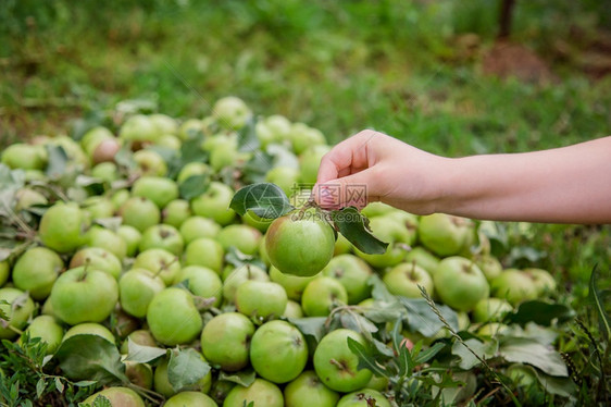一个青苹果在孩子手中青苹果掉在地上花园里收获有机苹果一个青在孩子手里青苹果掉在地上健康农业户外图片