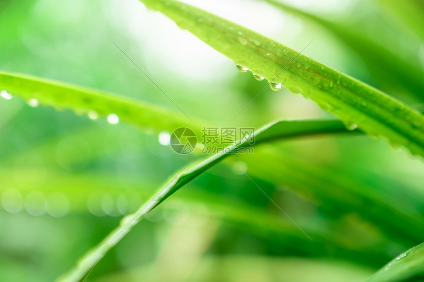 林园绿草叶上滴水或雨落绿草叶上的树其背景为bokoh和阳光自然背景为降雨季节风绿色草叶其背景为bokeh和阳光下雨美丽的草皮图片