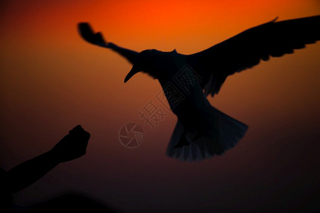 日落时在海鸥上喂食的旅游者在海岸鸟迁徙时黄昏用手喂食海鸥翅膀水鸟娱乐图片