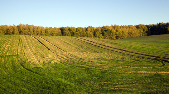 地球种子文化黑麦和小耳朵的绿芽春天在农业田地的风景在运输土壤痕迹上绿色耳朵的芽图片