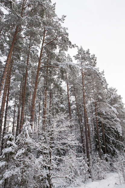 冬天季在森林中生长的树上着白色雪在下的树丛布满了白的天空在雪底的树丛里叶子高图片