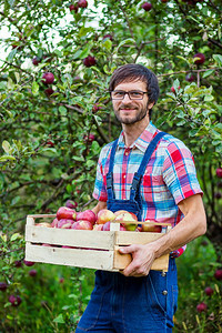 庄稼收获苹果一个在花园里工作的男人有机苹果收获一个在花园里工作的男人叶子图片