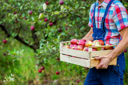 农业在职的收获苹果一个在花园里工作的男人有机苹果收获一个在花园里工作的男人水果图片