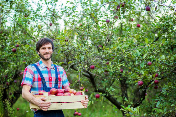 秋天生长植物收获苹果一个在花园里工作的男人有机苹果收获图片