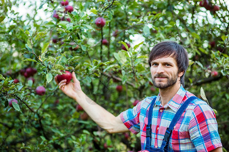 植物秋天农场收获苹果一个在花园里工作的男人有机苹果收获图片