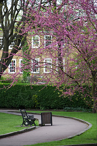 花朵伦敦有露公园的长座和鲜花肯辛顿地面图片