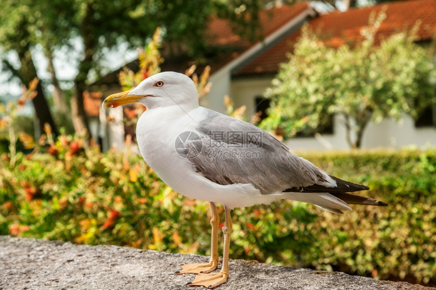 支撑海鸥坐在一块石头上个旅馆围栏上海鸥坐在一块石头上旅行海岸图片