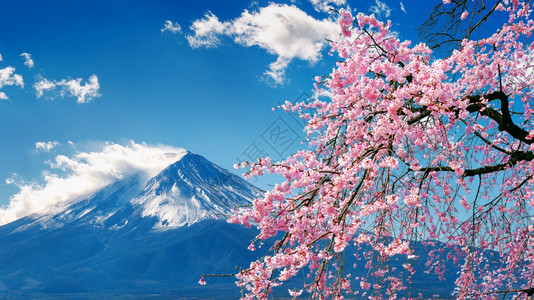 暮湖日本春天的藤山和樱花春季节图片