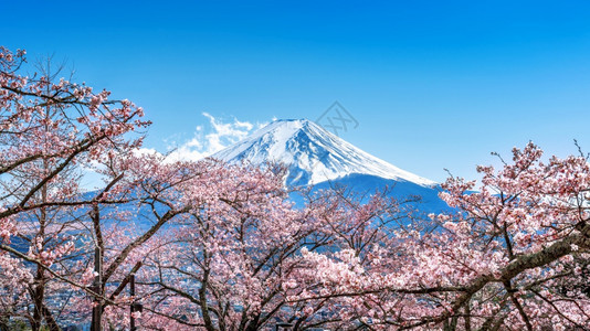 白雪皑天空风景日本春的藤山和樱花春图片