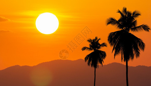 质地夏日与椰子树在角落的椰子树对大太阳热的夏天图片