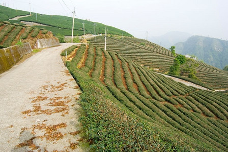 土地阿西亚的茶叶农场户外乡村的图片