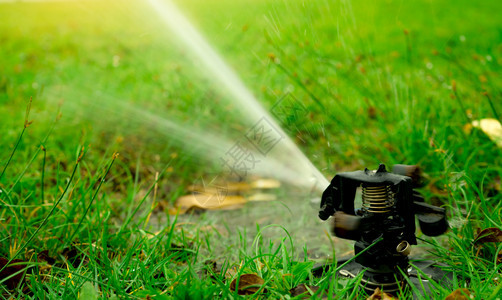 春天较少的为绿草园庭院灌溉系统供水的自动草坪喷洒灭水器为绿草地浇水节约或保护来自喷洒系统的水松树农场企业Sprinkler服务和图片