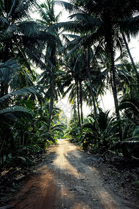 水安宁泰国SamutSakhon省Coconut农场照片景图片