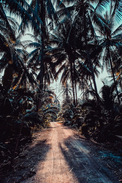 晴天风景泰国SamutSakhon省Coconut农场照片环境图片