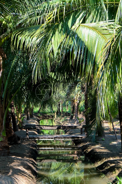 叶子热带泰国SamutSakhon省Coconut农场照片绿色图片