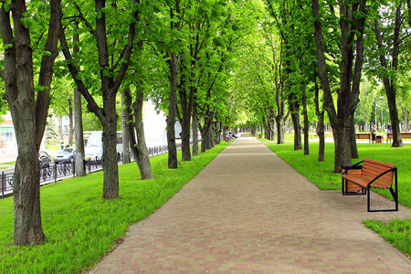 路新鲜的白天美丽公园有漂亮前门道和大绿树美丽的公园漂亮前门道绿色草坪长椅和高大的树图片