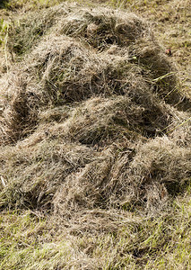 粮食在冬季干草堆养殖牲畜时用脱水的一堆干棕色草地垛喂食图片