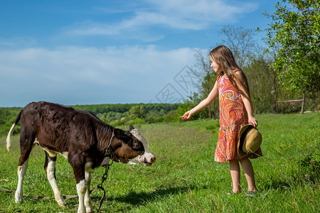 秋天宠物小女孩在田里打牛阳光明媚的白天小姑娘在田里打牛绿色图片
