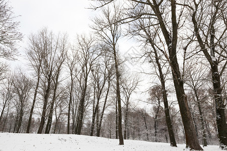 坠落吠冬季雪在下后出现冬季的雪流在天飘动季气候图片