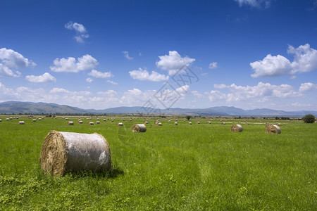 稻草小麦蓝色的在一片绿地和蓝天空中干草的光环滚动图片