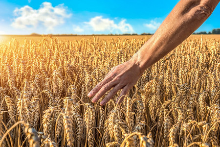 大麦种子日落时在田间接触熟小麦的女子夏天图片