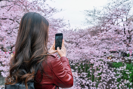 女人在日本东京大江边的樱花上拍照片来自日本东京的Meguro河女士移动的粉色图片