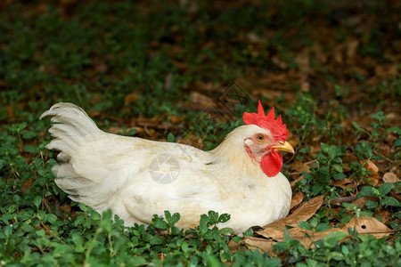 植物屋动罗德岛宝公鸡在泰国的花园里休息图片