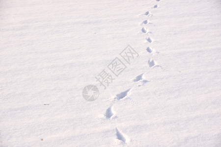 白色的雪中动物足迹脚丫子痕图片