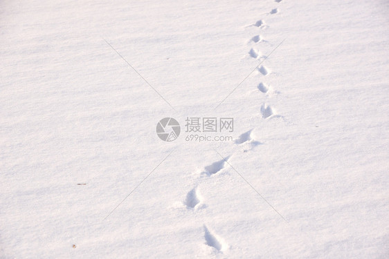 白色的雪中动物足迹脚丫子痕图片
