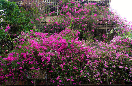 越南胡志明市奇异的豪房子越南有粉红色布加林维拉花朵封面建筑外墙前门的花棚装饰造出浪漫的正面观越南西贡植物的丰富多彩图片