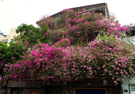 植物盛开何越南胡志明市奇异的豪房子越南有粉红色布加林维拉花朵封面建筑外墙前门的花棚装饰造出浪漫的正面观越南西贡图片