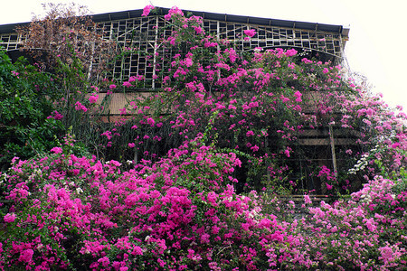 格子越南胡志明市奇异的豪房子越南有粉红色布加林维拉花朵封面建筑外墙前门的花棚装饰造出浪漫的正面观越南西贡天充满活力图片