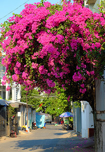 紫色的装饰在越南胡志明市豪的房屋前方粉红色花朵棚的风景日复一以粉红形式蓬勃开来越南语图片