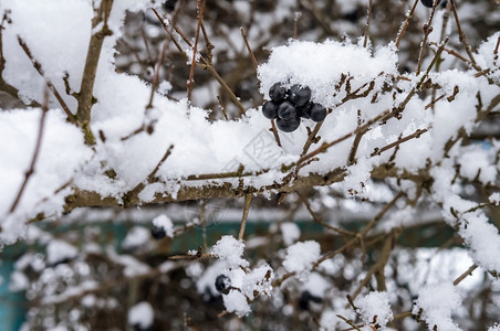 雪花季节衬套草地上融化的雪冷冻植物树林里的冰雪草地上融化的雪图片