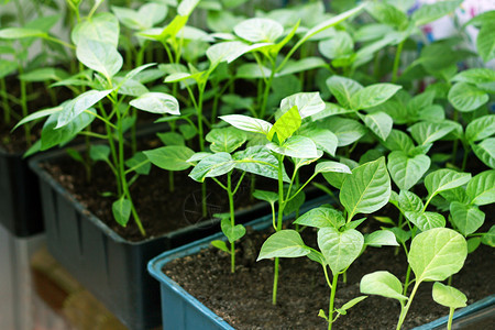 在家里盒子种植的胡椒幼苗种成在箱子里生长的胡椒农业绿色春天图片