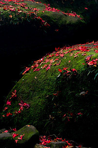 层秋天岩石上坠落的红坡叶在阳光下的红山树叶对抗绿苔和暗影季节抽象的图片