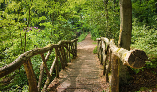 多雾路段春天河亮绿色森林中的小桥荷兰森林中的自然成分亮绿色森林中的小桥自然成分图片