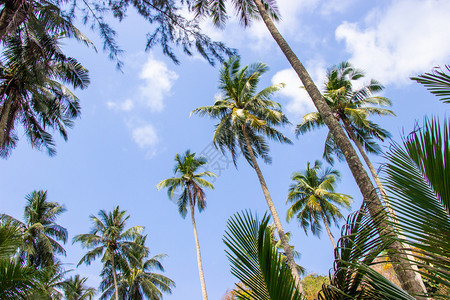 泰国高岛Trat省美丽的地区棕榈树和天空明亮位于泰国KohKood岛Trat省异国情调生活蓝色的图片