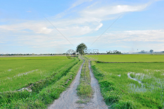 一条以稻树和天空为背景的稻田通道草途径白饭图片