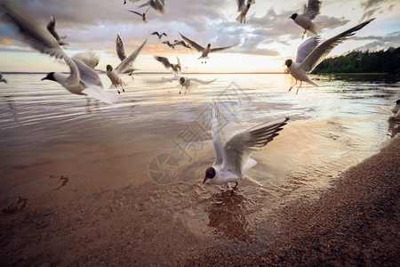 羽毛日落时分在海滩上的黑头鸥Chroicocephalusridibundus群湖水禽图片
