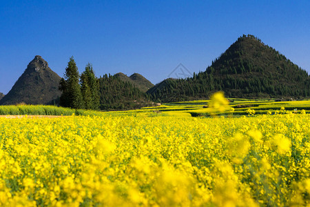 油菜花田图片