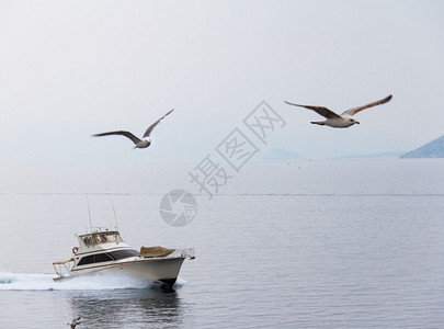 天空海洋超过三个鸥在雅典和埃吉纳之间的游艇前黄昏一天飞越大海图片