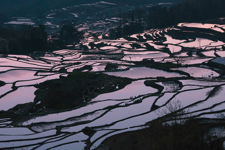 旅行元阳梯田早晨美丽的谷图片