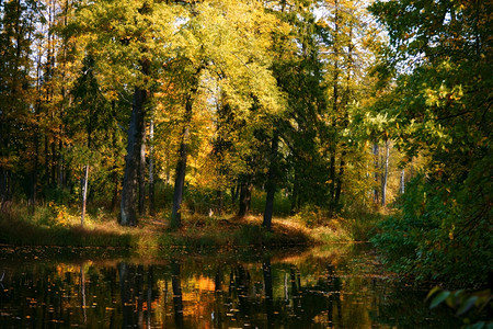 秋季森林中平静的河流荒野图片