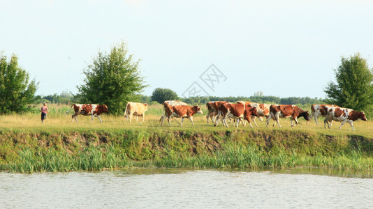 芦苇牛奶在夏季的绿色农场牧上放景观与多云的天空和奶牛在湖边的草地上放牧奶牛在湖边吃绿草全景与湖甘蔗和家养农场动物奶牛在湖边的牧场图片