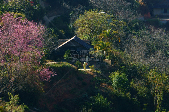 在Dalat乡村的美丽景色中春季旅行在Dalat乡村里房子在樱花松树林清草花在粉红色之中春天在越南农村园林绿化亚洲女孩图片