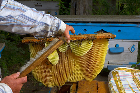 保护的效率养蜂人正与蜜和窝合作在养人上工作从巢阿皮亚米里施派的护蜂人职业图片